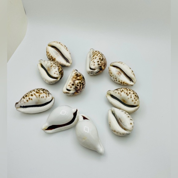10 Cowrie Tiger & White Sea Shells approximately 2” to 3” or Turtle Shells - Picture 6 of 11